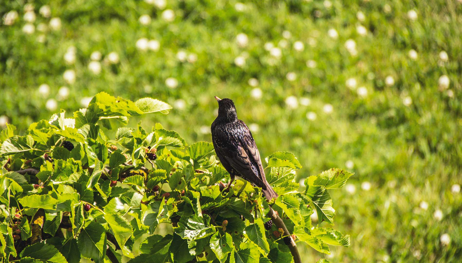 fauna-and-flora-green-village-resort